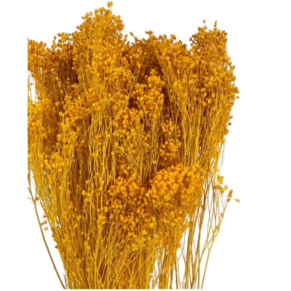 Dry mustard color broom