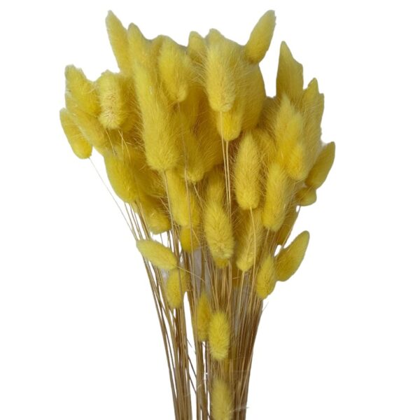 Dry yellow Lagurus - Image 2