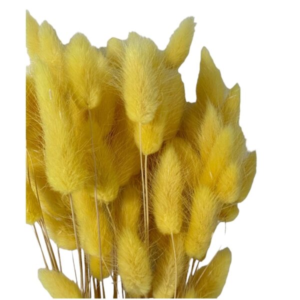 Dry yellow Lagurus