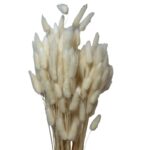Dry white Lagurus. Long stems - Image 2