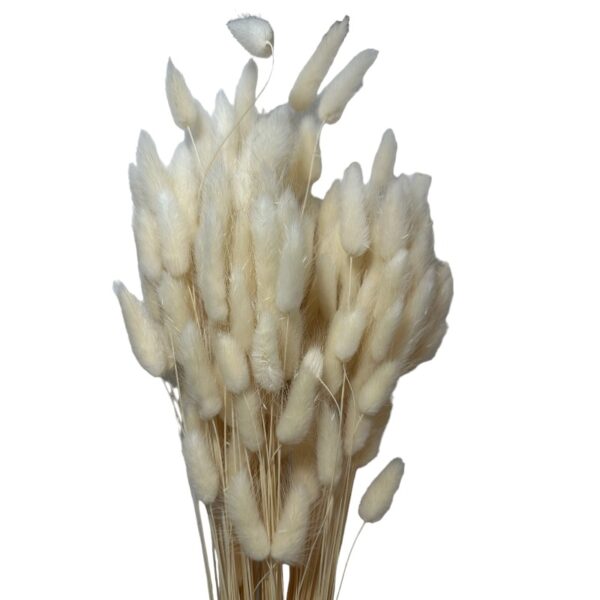 Dry white Lagurus. Long stems - Image 2
