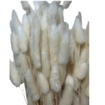 Dry white Lagurus. Long stems