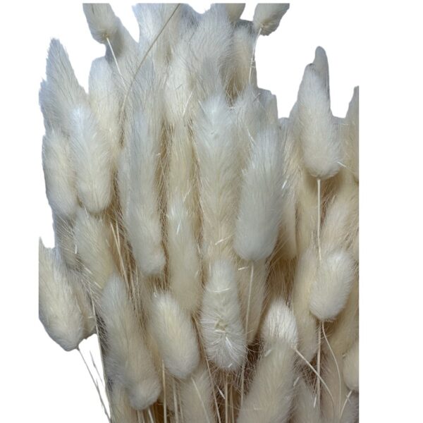 Dry white Lagurus. Long stems
