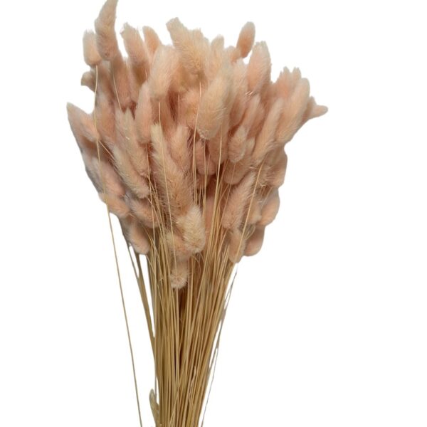 Dry light pink Lagurus. Long stems - Image 2