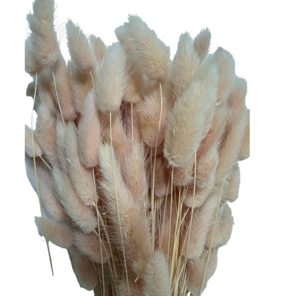 Dry light pink Lagurus. Long stems