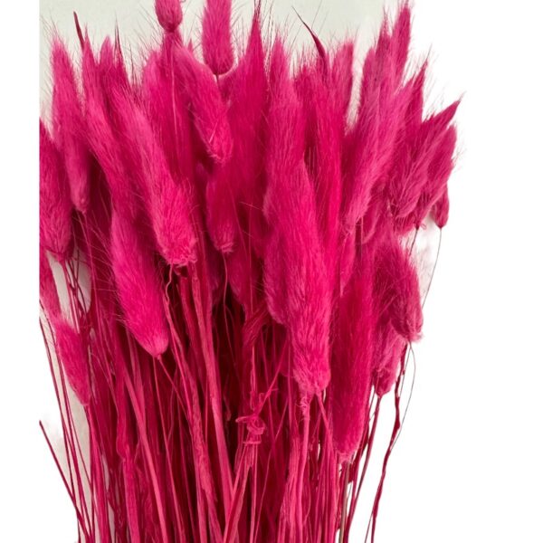 Dry fuchsia Lagurus