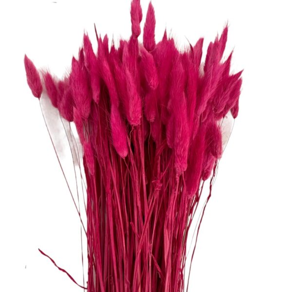 Dry fuchsia Lagurus - Image 2