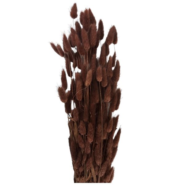 Dry dark brown Lagurus. Long stems - Image 2