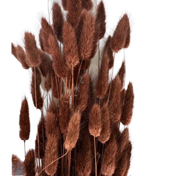 Dry dark brown Lagurus. Long stems