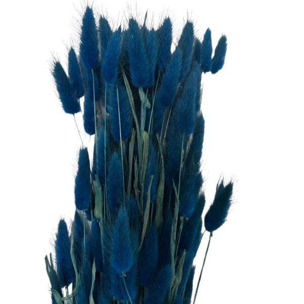 Dry dark blue Lagurus - Image 2