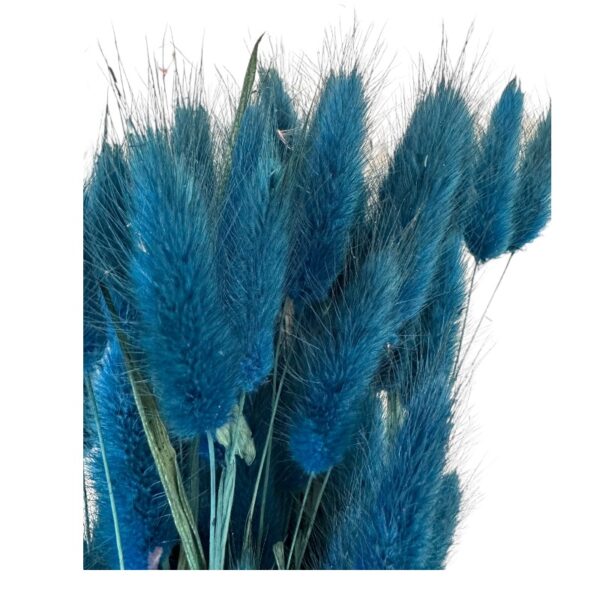 Dry dark blue Lagurus