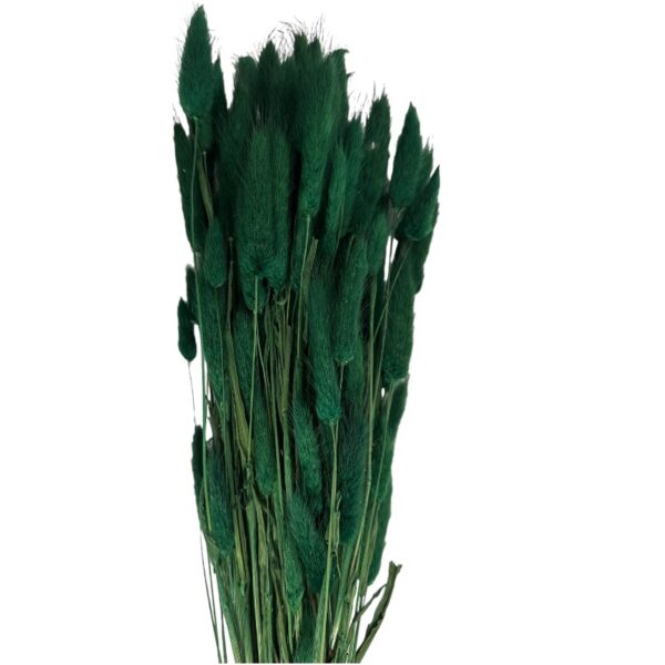 Dry green Lagurus - Image 2