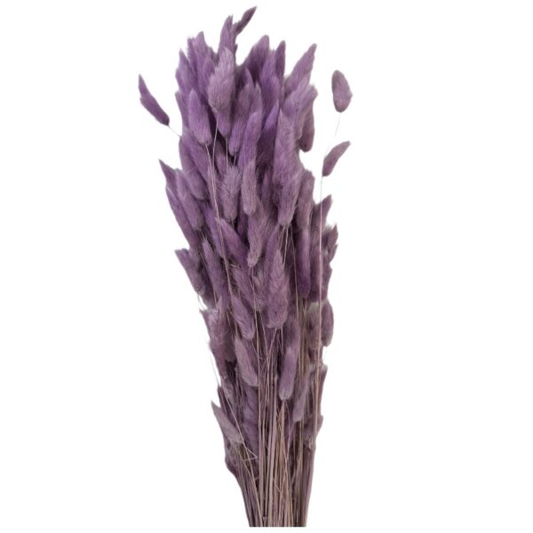 Dry lilac Lagurus - Image 2