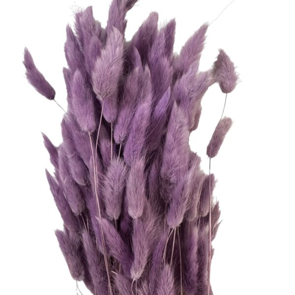 Dry lilac Lagurus