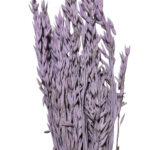 Dry misty lilac oat