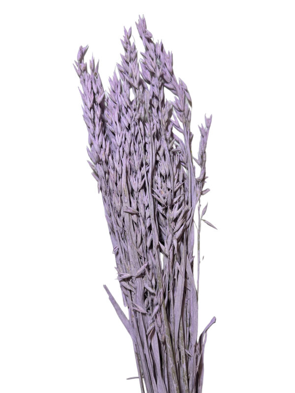 Dry misty lilac oat - Image 2