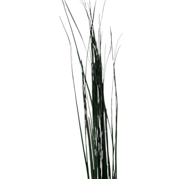 Preserved green Bear grass