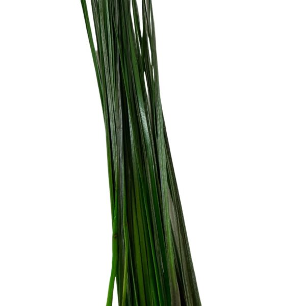 Preserved green Bear grass - Image 2