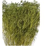 Dry green broom