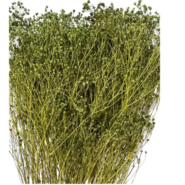 Dry green broom