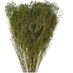 Dry green broom - Image 2