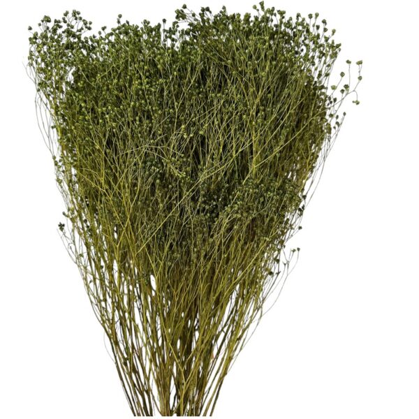 Dry green broom - Image 2