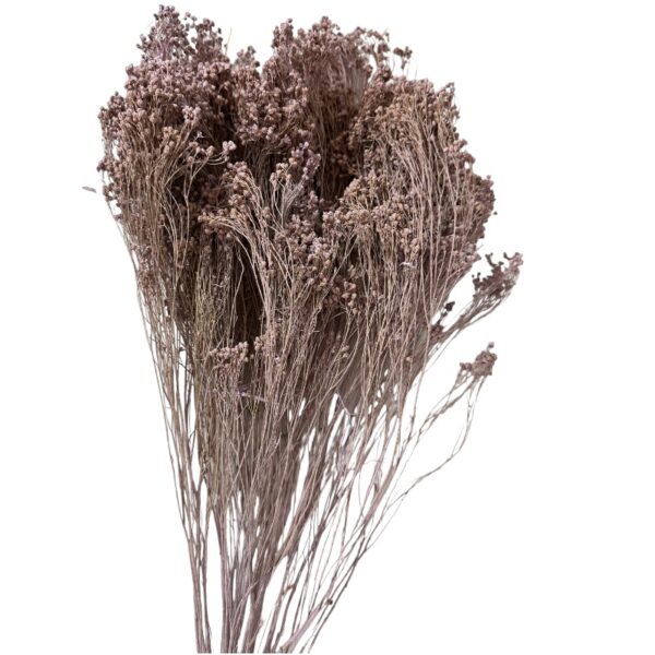 Dry misty lilac broom - Image 2