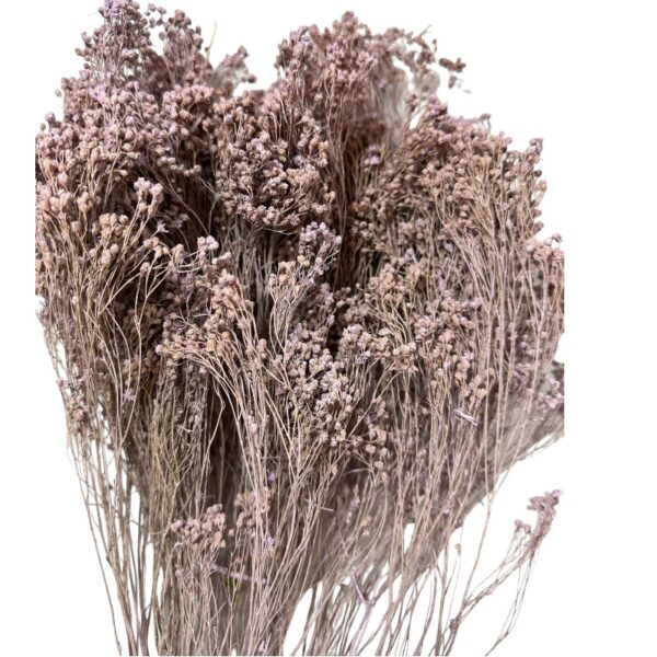 Dry misty lilac broom