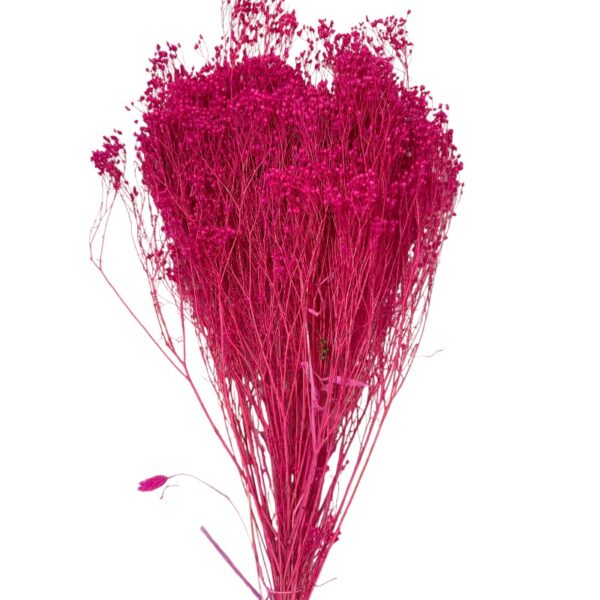 Dry fuchsia broom - Image 2