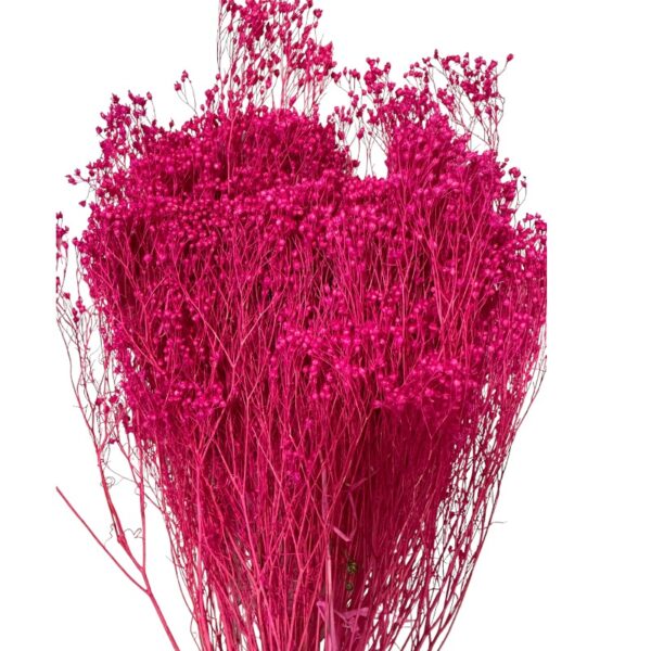 Dry fuchsia broom