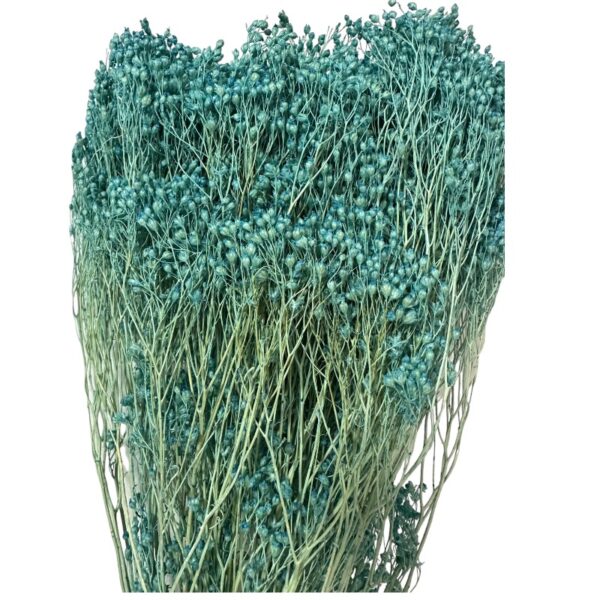 Dry blue broom