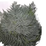 Preserved fern Bracken green color - Image 2