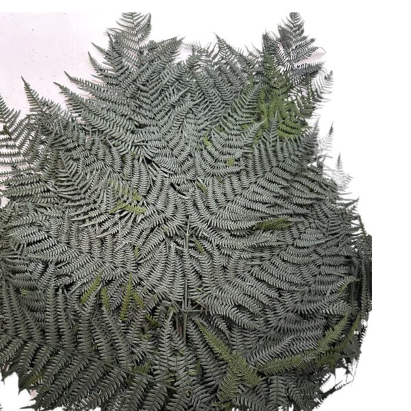 Preserved fern Bracken green color - Image 2