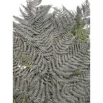 Preserved fern Bracken green color - Image 3