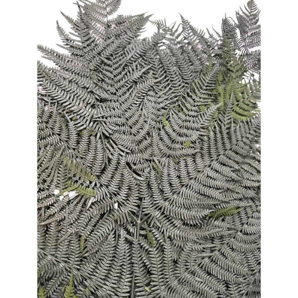 Preserved fern Bracken green color - Image 3