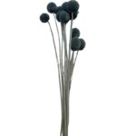 Preserved blue craspedia - Image 2