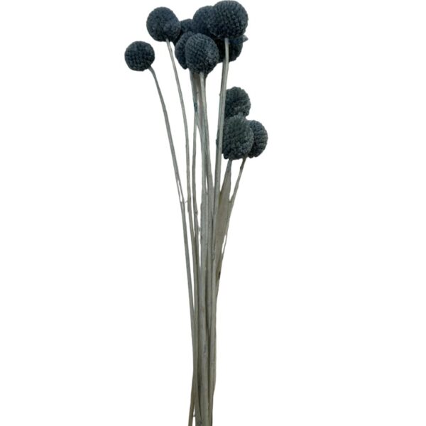 Preserved blue craspedia - Image 2