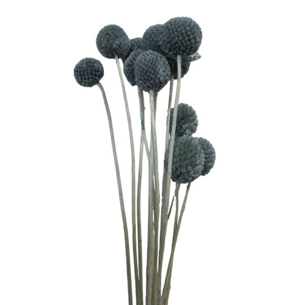 Preserved blue craspedia - Image 3