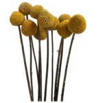 Dry yellow craspedia