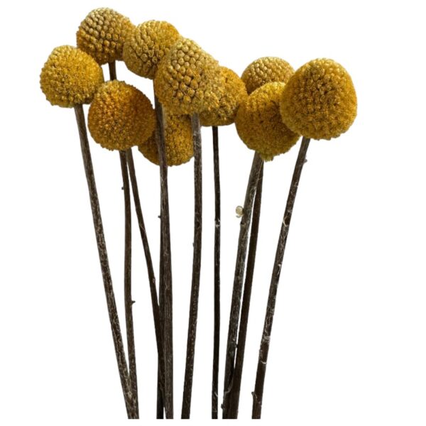 Dry yellow craspedia
