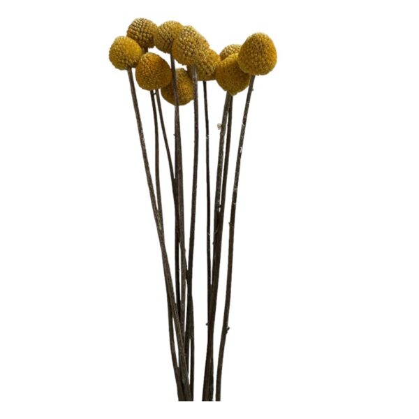 Dry yellow craspedia - Image 2