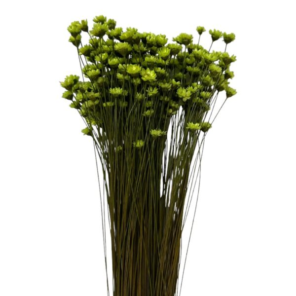 Dry green Mini Glixia - Image 2