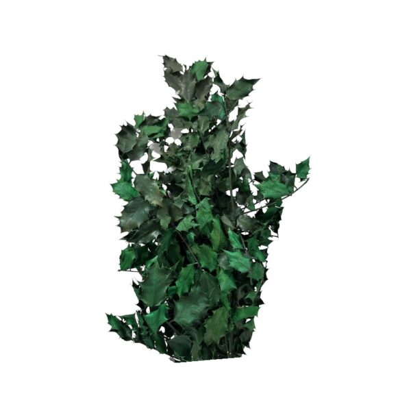 Green Holly - Image 2