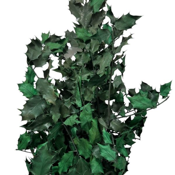 Green Holly