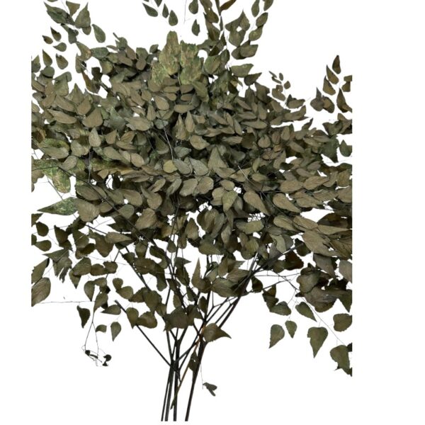 Dry green Avenzao