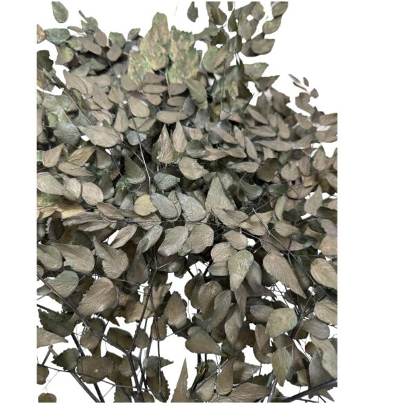Dry green Avenzao - Image 2