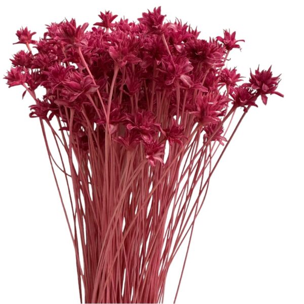 Dry cherry color Hill flower - Image 2