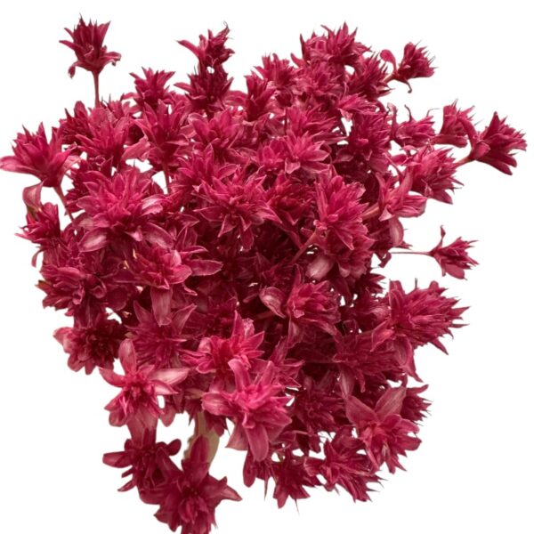 Dry cherry color Hill flower