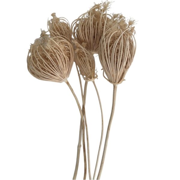 Dry white ammi majus - Image 2