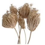 Dry white ammi majus